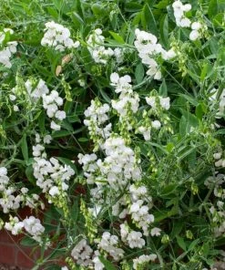 Roots Plants Everlasting Sweet Pea | Lathyrus Latifolius White | On A 90cm Cane In A 3L Pot 7 Roots Plants Everlasting Sweet Pea | Lathyrus Latifolius White | On A 90cm Cane In A 3L Pot