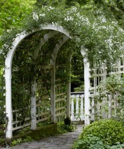 Roots Plants Solanum Jasminoides 'Album Variegatum' | On A 90cm Cane In A 3L Pot