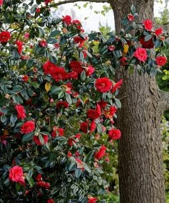 Roots Plants Perennials Red Camellia Japonica Plant 7 Roots Plants Perennials Red Camellia Japonica Plant