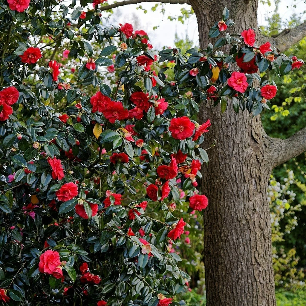Roots Plants Perennials Red Camellia Japonica Plant 5 Roots Plants Perennials Red Camellia Japonica Plant