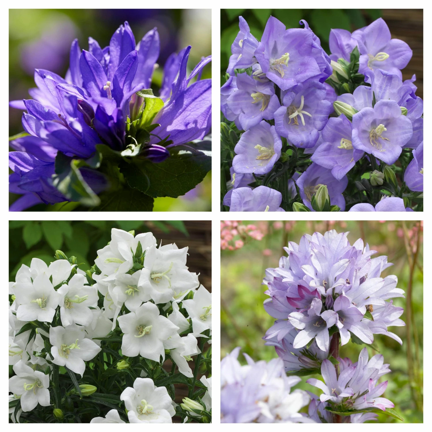 Roots Plants Campanula Collection Perennials 3 Roots Plants Campanula Collection Perennials