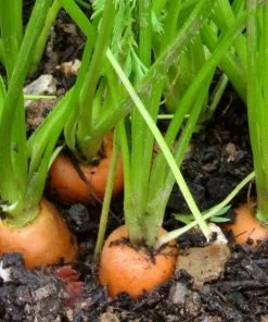 Roots Plants 10 Organic 'Early Nantes' Carrots Plants Root Vegetables