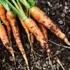 Roots Plants 10 Organic 'Early Nantes' Carrots Plants Root Vegetables