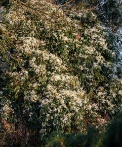 Roots Plants Clematis 'Armandii' | On A 90cm Cane In A 3L Pot 10 Roots Plants Clematis 'Armandii' | On A 90cm Cane In A 3L Pot