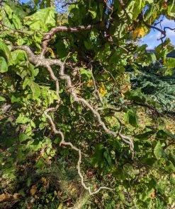 Roots Plants Corkscrew Hazel | Corylus Avellana 'Contorta'