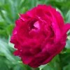 Roots Plants Peony 'Felix Crousse' | 3L Pot