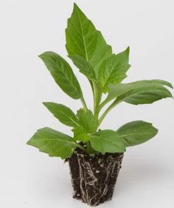 Roots Plants Dahlia Happy Days 'Purple' Jumbo Plug Plants 9 Roots Plants Dahlia Happy Days 'Purple' Jumbo Plug Plants