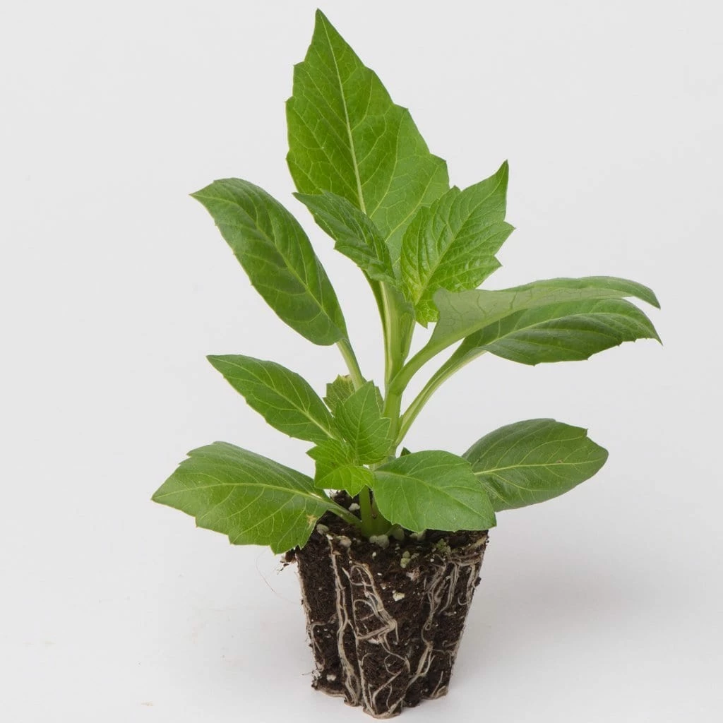 Roots Plants Dahlia Happy Days 'Purple' Jumbo Plug Plants 6 Roots Plants Dahlia Happy Days 'Purple' Jumbo Plug Plants