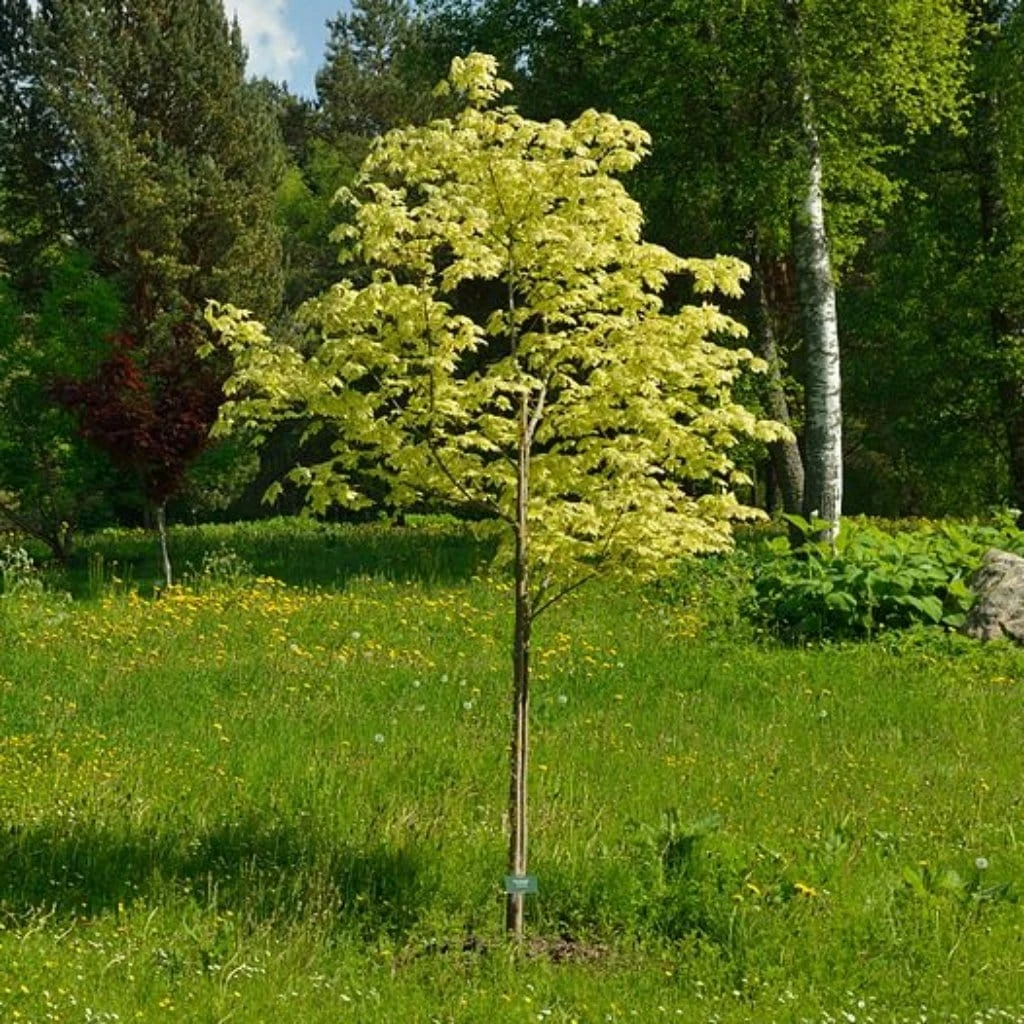 Roots Plants Variegated Norway Maple Tree | Acer Platanoides 'Drummondii' Trees & Shrubs 3 Roots Plants Variegated Norway Maple Tree | Acer Platanoides 'Drummondii' Trees & Shrubs