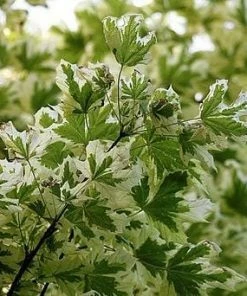 Roots Plants Variegated Norway Maple Tree | Acer Platanoides 'Drummondii' Trees & Shrubs