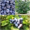 Roots Plants 3 X Sunshine Blue Blueberry Plants | 9cm Pots