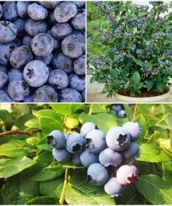 Roots Plants 3 X Sunshine Blue Blueberry Plants | 9cm Pots