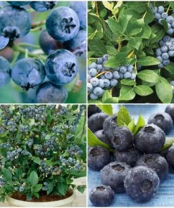 Roots Plants All Season Blueberry Plants Collection | 3x 10cm Pots