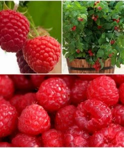 Roots Plants All Season Raspberry Plants Collection | 3x 3L Pots Fruits