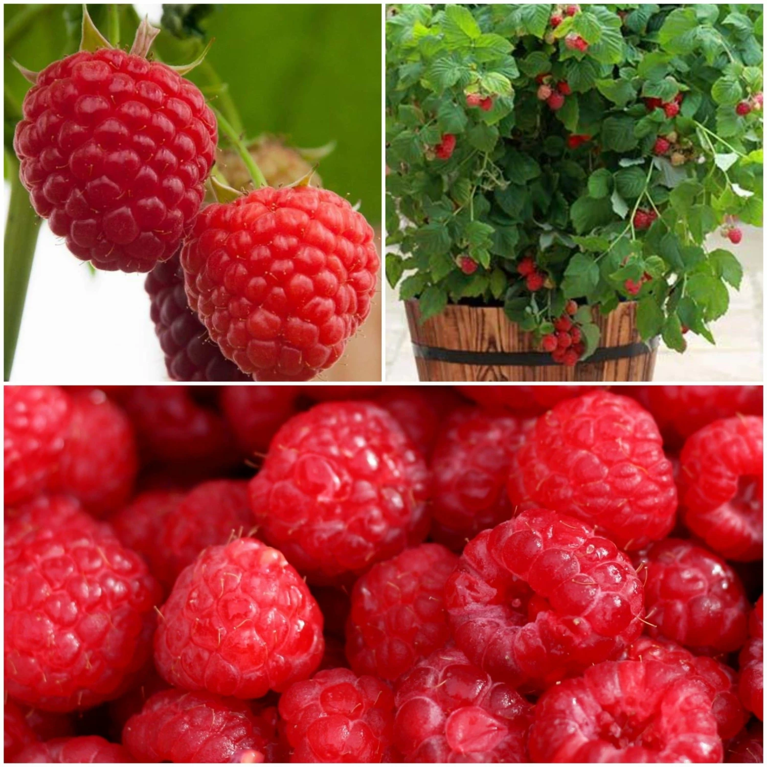 Roots Plants All Season Raspberry Plants Collection | 3x 3L Pots Fruits 3 Roots Plants All Season Raspberry Plants Collection | 3x 3L Pots Fruits