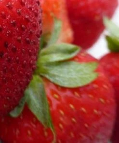 Roots Plants Mara Des Bois Strawberry Plants Fruits