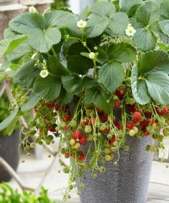 Roots Plants Framberry Strawberry Plants