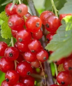 Roots Plants Rovada Redcurrant Bush Fruits