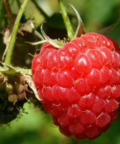 Roots Plants Tulameen Raspberry Plants Fruits