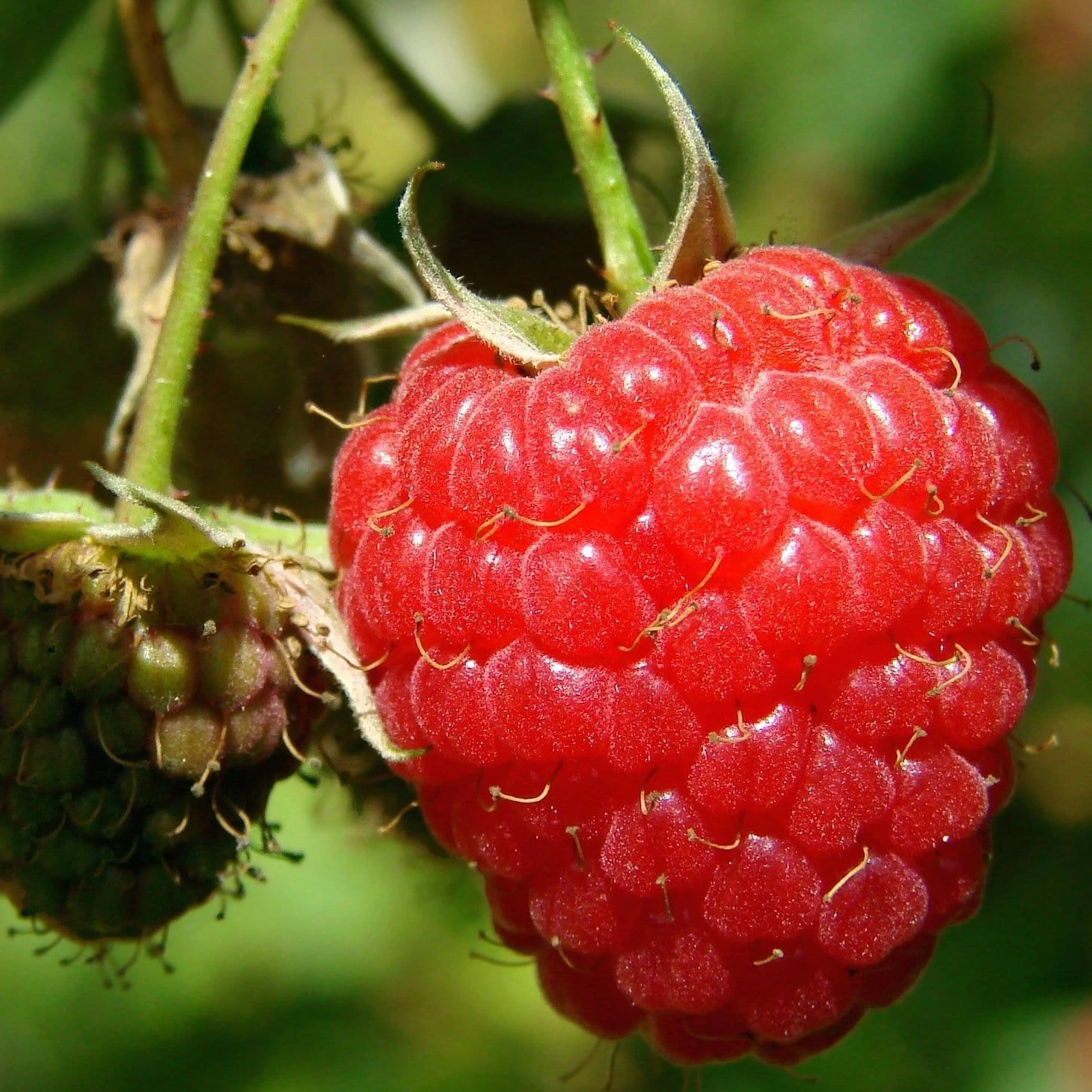 Roots Plants Tulameen Raspberry Plants Fruits 4 Roots Plants Tulameen Raspberry Plants Fruits