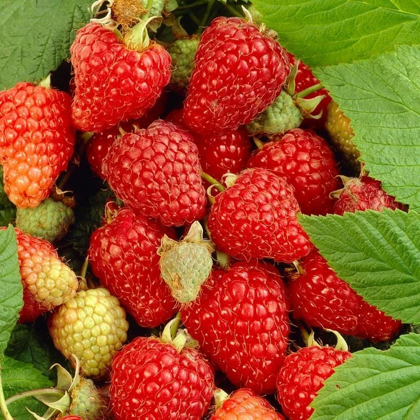 Roots Plants Tulameen Raspberry Plants Fruits 3 Roots Plants Tulameen Raspberry Plants Fruits