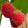 Roots Plants Fruits Malling Admiral Raspberry Plants 1 Roots Plants Fruits Malling Admiral Raspberry Plants