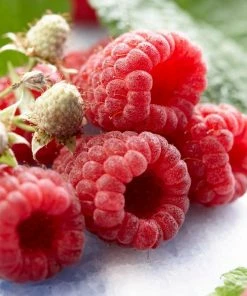Roots Plants All Season Raspberry Plants Collection | 3x 3L Pots Fruits 7 Roots Plants All Season Raspberry Plants Collection | 3x 3L Pots Fruits