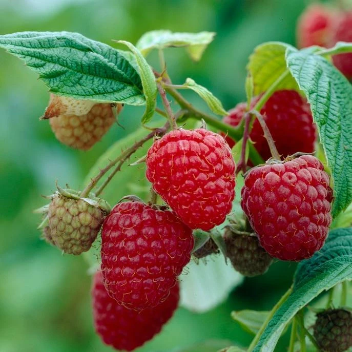 Roots Plants 15 Bestselling Raspberry Canes | Glen Ample, Polka & Autumn Bliss Fruits 6 Roots Plants 15 Bestselling Raspberry Canes | Glen Ample, Polka & Autumn Bliss Fruits