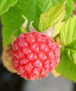 Roots Plants 15 Bestselling Raspberry Canes | Glen Ample, Polka & Autumn Bliss Fruits 9 Roots Plants 15 Bestselling Raspberry Canes | Glen Ample, Polka & Autumn Bliss Fruits