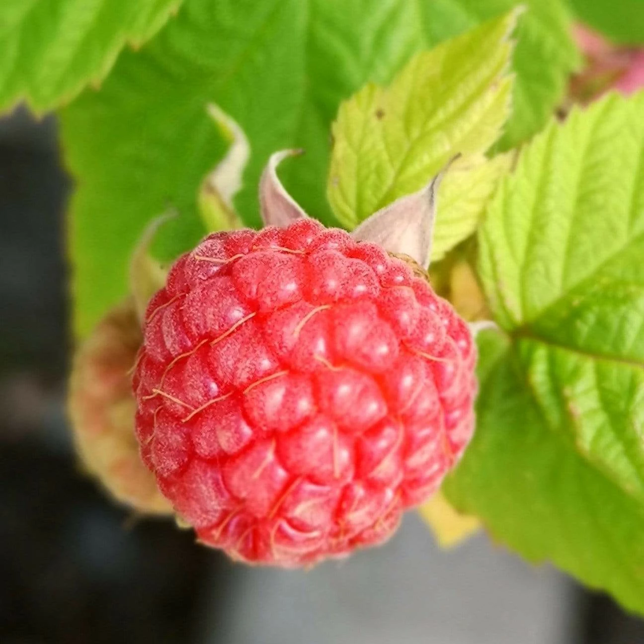 Roots Plants 15 Bestselling Raspberry Canes | Glen Ample, Polka & Autumn Bliss Fruits 5 Roots Plants 15 Bestselling Raspberry Canes | Glen Ample, Polka & Autumn Bliss Fruits