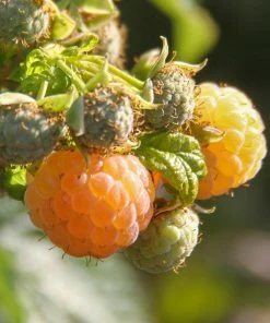 Roots Plants Unusual Berry Collection | 3x 3L Pots Fruits