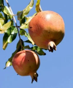 Roots Plants Pomegranate Bush