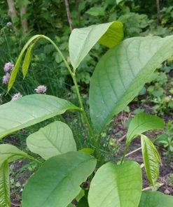 Roots Plants Fruits Paw-Paw Plant | Asimina Triloba