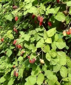 Roots Plants Ly654 Thornless Loganberry Plants