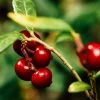Roots Plants Red Pearl Lingonberry Plants 2 Roots Plants Red Pearl Lingonberry Plants