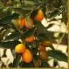Roots Plants Fruits 90cm Kumquat Tree | Grafted Mini-Stem 1 Roots Plants Fruits 90cm Kumquat Tree | Grafted Mini-Stem