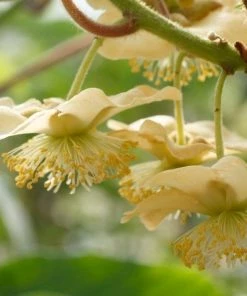 Roots Plants Jenny Hardy Kiwi Plant Fruits