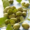 Roots Plants Issai Hardy Kiwi Plant Fruits 2 Roots Plants Issai Hardy Kiwi Plant Fruits