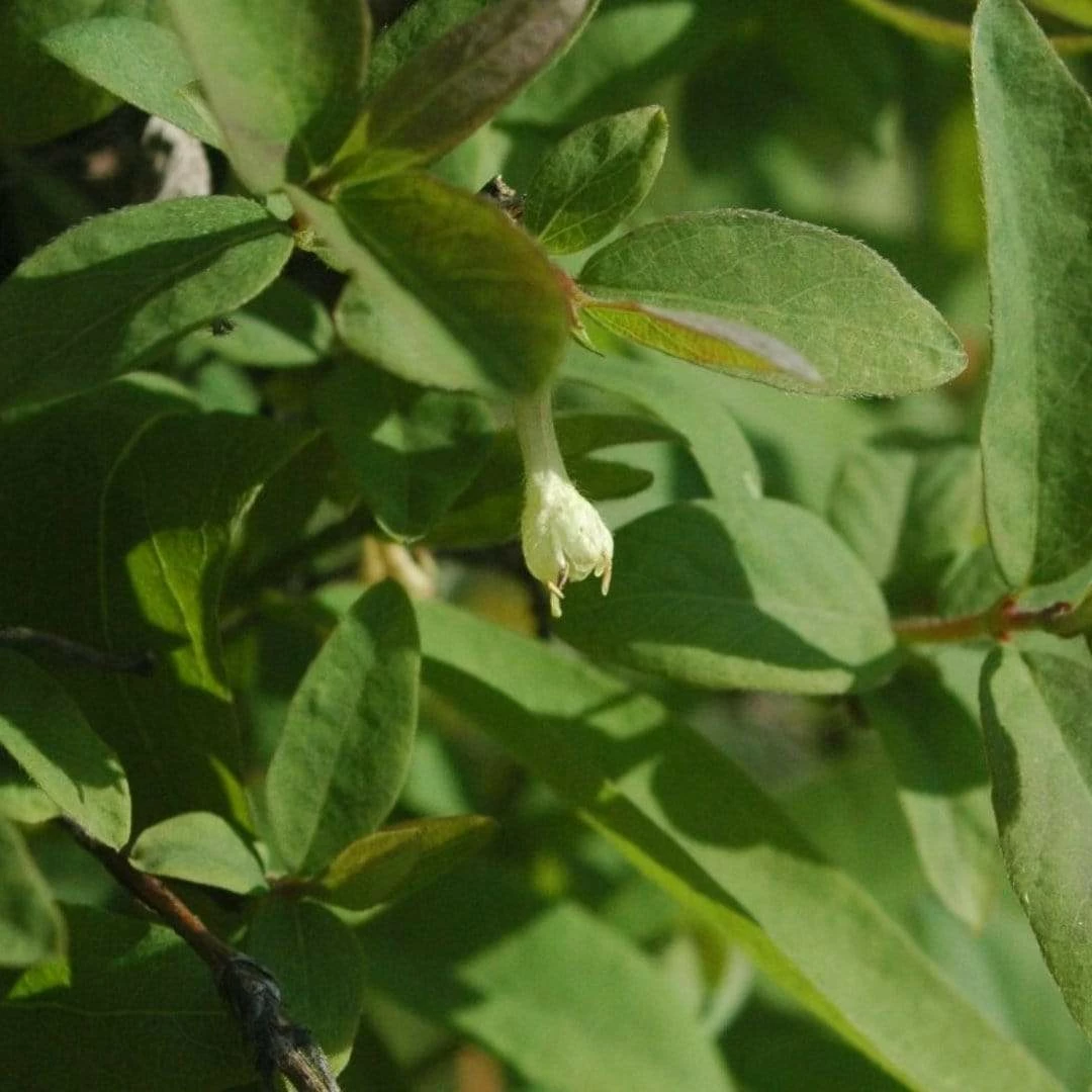 Roots Plants Kamtschatica Honeyberry Bush Fruits 3 Roots Plants Kamtschatica Honeyberry Bush Fruits