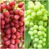 Roots Plants Seedless Outdoor Grape Collection | 'Crimson' & 'Superior' Seedless | 90cm Grape Vines In 3L Pots Fruits