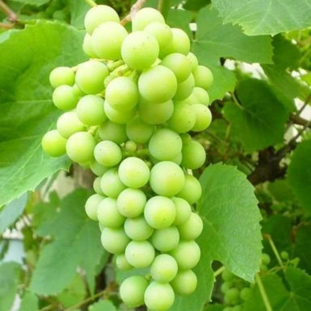 Roots Plants Phoenix' Outdoor Grape Vine Fruits 4 Roots Plants Phoenix' Outdoor Grape Vine Fruits