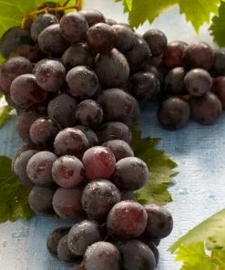 Roots Plants Boskoop Glory' Seedless Outdoor Grape Vine Fruits 9 Roots Plants Boskoop Glory' Seedless Outdoor Grape Vine Fruits