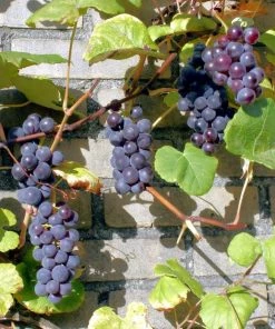 Roots Plants Boskoop Glory' Seedless Outdoor Grape Vine Fruits 8 Roots Plants Boskoop Glory' Seedless Outdoor Grape Vine Fruits