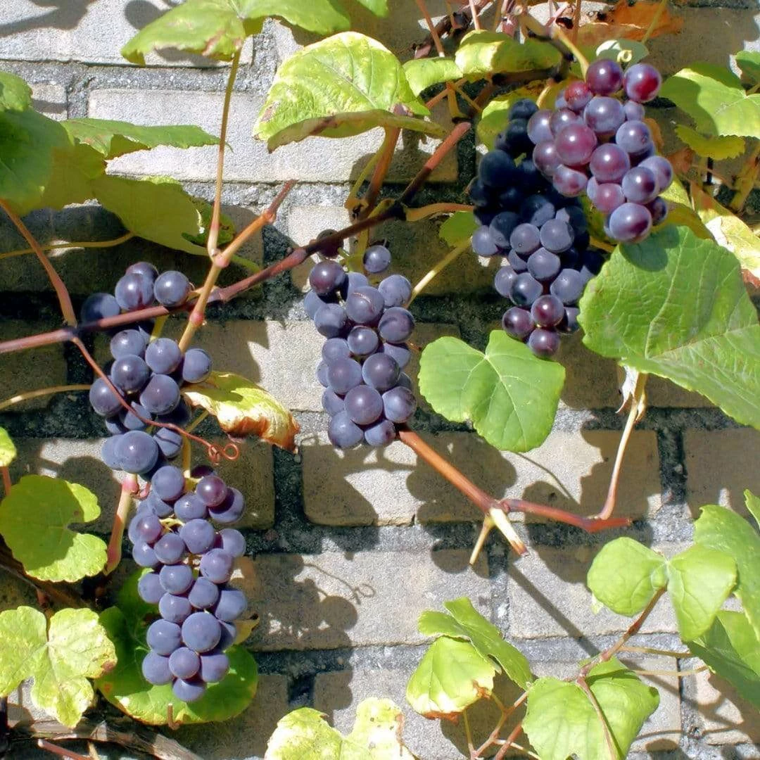 Roots Plants Boskoop Glory' Seedless Outdoor Grape Vine Fruits 5 Roots Plants Boskoop Glory' Seedless Outdoor Grape Vine Fruits