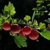 Roots Plants Fruits Hinnonmaki Red Gooseberry Bush 2 Roots Plants Fruits Hinnonmaki Red Gooseberry Bush