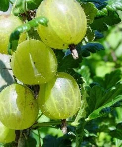 Roots Plants Hinnonmaki Green Gooseberry Bush 8 Roots Plants Hinnonmaki Green Gooseberry Bush