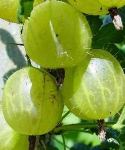 Roots Plants Hinnonmaki Green Gooseberry Bush 9 Roots Plants Hinnonmaki Green Gooseberry Bush
