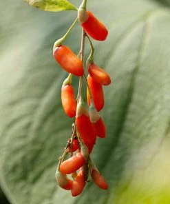 Roots Plants Goji Berry Plant