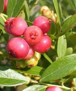 Roots Plants Fruits Pink Lemonade Blueberry Bush 5 Roots Plants Fruits Pink Lemonade Blueberry Bush