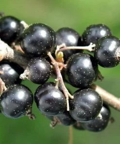 Roots Plants Ben Connan Blackcurrant Bush Fruits 7 Roots Plants Ben Connan Blackcurrant Bush Fruits